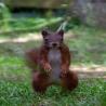 images/phocagallery/galerie/Eichhrnchen1.jpg