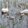 images/phocagallery/galerie/Familie_Schwan.jpg