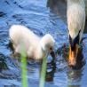 images/phocagallery/galerie/Schwan_mit_Kken.jpg